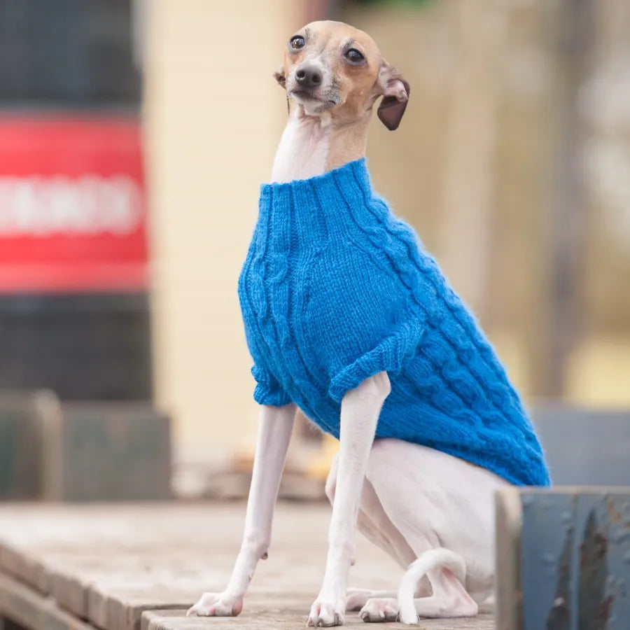 Dogs in Jumpers