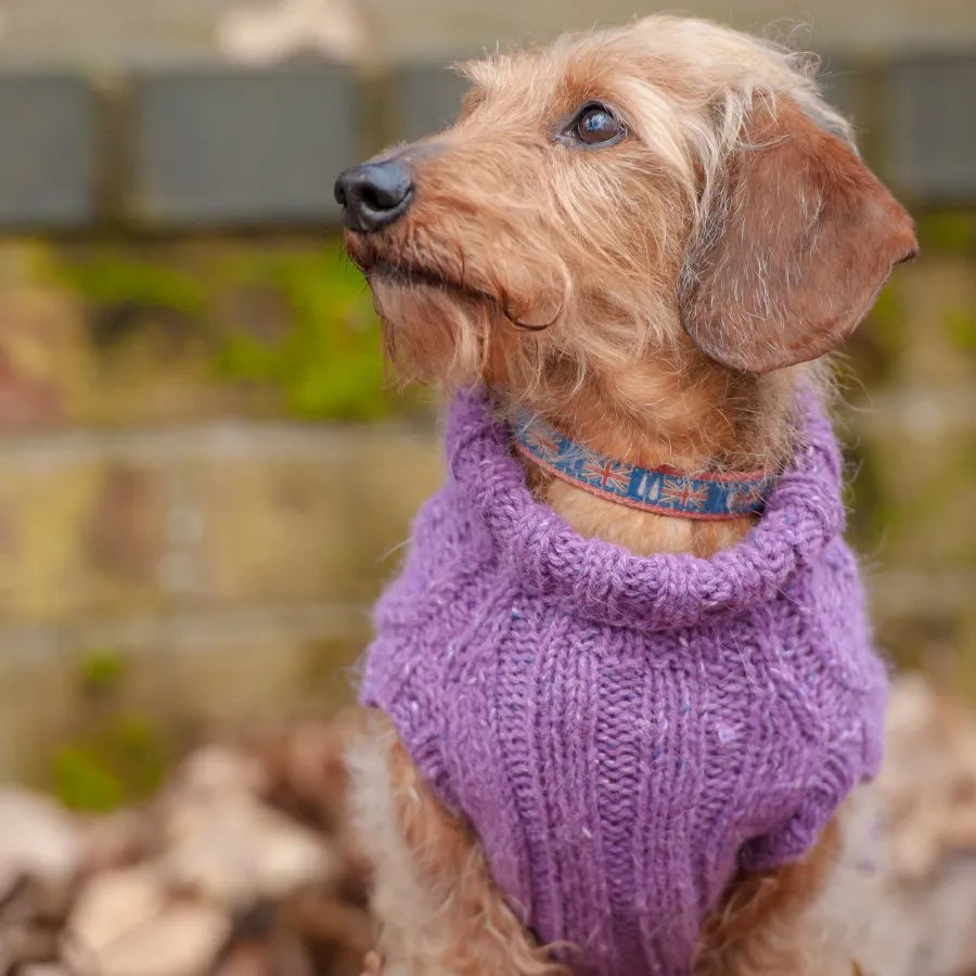 Dogs in Jumpers