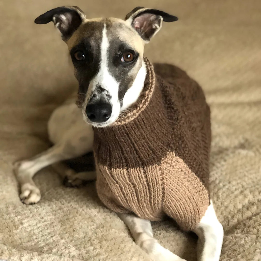 Dogs in Jumpers