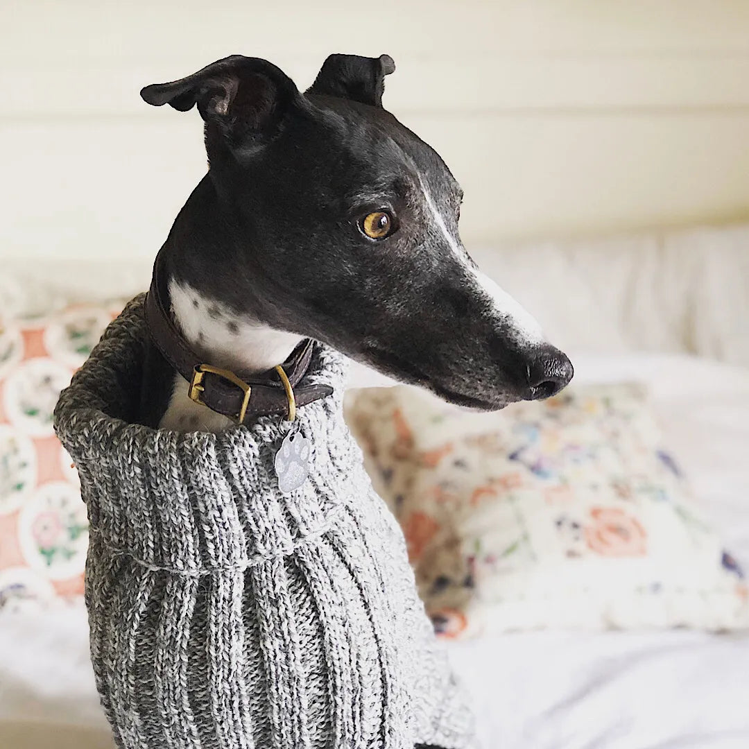 Dogs in Jumpers